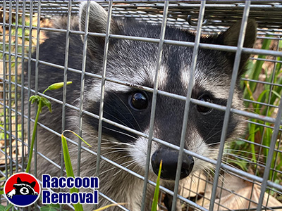 Phoenix raccoon trapping